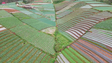 Flyover-drone-view-of-terraced-vegetable-fields-geometrically-planted-on-slopes-of-Mount-Sumbing