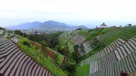 Wunderschöne-Terrassierte-Gemüseplantage-Im-Tal-Mit-Hügel-Und-Himmel-Im-Hintergrund---Tropische-Gemüseplantage-In-Indonesien