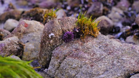 Freiliegender-Kleiner-Violetter,-Stacheliger-Seeigel,-Der-An-Den-Grasbewachsenen-Küstenfelsen-Des-Gezeitenbeckens-Befestigt-Ist