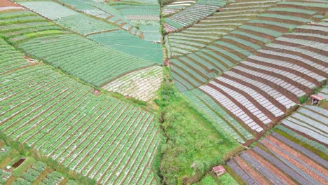 Aerial-view-of-beautiful-agricultural-field-in-rows-on-the-valley---Rural-landscape-of-vegetable-plantation-of-Indonesia