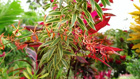 Mahé,-Seychellen,-Große-Auswahl-An-Blumen-Im-Exotischen-Blumengarten