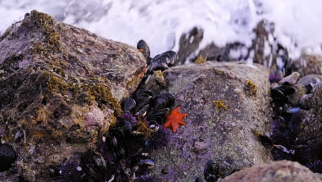 Small-delicate-orange-starfish-washed-up-on-coastal-rocks-among-crustacean-shells