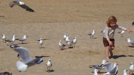 Kid-chasing-after-a-large-flock-of-silver-gulls,-chroicocephalus-novaehollandiae-at-the-tourist-hotspot-in-summer,-beach-at-Surfers-Paradise,-Gold-Coast,-Queensland,-Australia