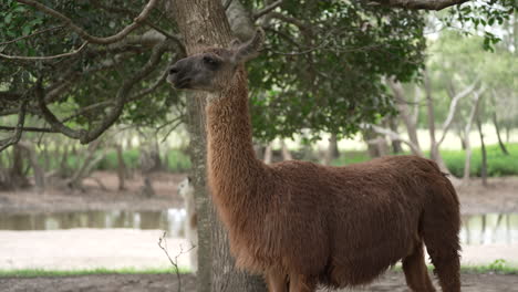 Llama-standing-in-the-shade-of-a-tree-in-Australia