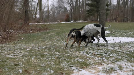 Two-domesticated-dogs-playing-at-biting-each-other-in-the-snowy-forest-in-winter,-nobody,-long-shot