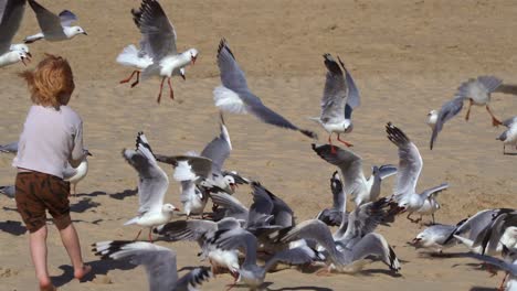 A-happy-kid-running-and-chasing-a-massive-flock-of-silver-gulls,-chroicocephalus-novaehollandiae-at-urban-beach-in-Australia