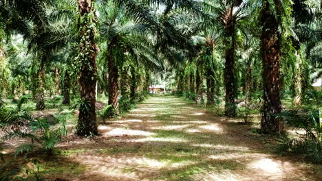Boulevard-of-palms-in-asia-green-trees-and-dry-gras-in-Thailand