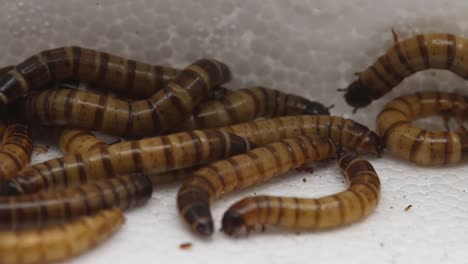Closeup-of-a-pile-of-Giant-Mealworms,-larvae-of-the-Zophobas-or-Darkling-Beetle,-Zophobas-morio