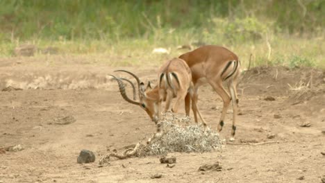 Dos-Machos-Impala-Peleando-Y-Dando-Cabezazos-En-El-Parque-Nacional-Tsavo,-Kenia