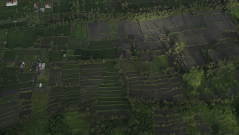 Aerial-top-down-view-of-green-rice-fields-in-Bali,-Indonesia,-drone,-tilt-down-shot