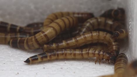 Closeup-of-Giant-Mealworms,-larvae-of-the-Zophobas-Beetle,-zophobas-morio
