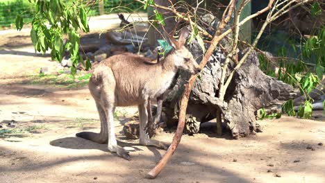 Close-up-shot-of-a-native-Australian-wildlife-species,-eastern-grey-kangaroo,-macropus-giganteus-spotted-in-the-sanctuary,-sniffing-around,-looking-for-food-in-bright-daylight