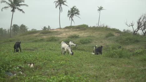 Goats-grazing,-carmona,-green-hill-meadow,-near-Goa,-India