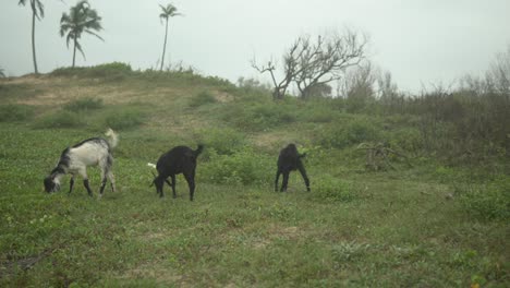 Cabras-Pastando-En-Un-Campo-Verde,-En-Un-Día-Nublado-Y-Lluvioso