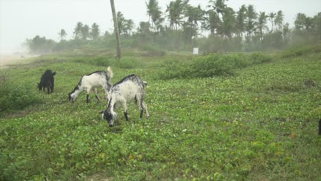 Cabras-Carmona-Pastando-Hierba-En-Este-Campo-De-Pradera-India,-Goa