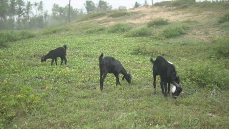 carmona-goats-in-Goa,-India,-grazing-a-green-meadow-field