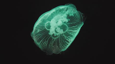 A-few-jellyfish-calmly-swimming-and-colorfully-pulsating-with-a-dark-background