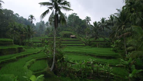 Aerial-shot-of-Bali-exotic-rice-fields-surrounded-by-palm-trees-on-cloudy-day
