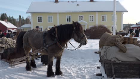 Ein-Pferd,-Das-In-Einer-Verschneiten-Winterlandschaft-Steht