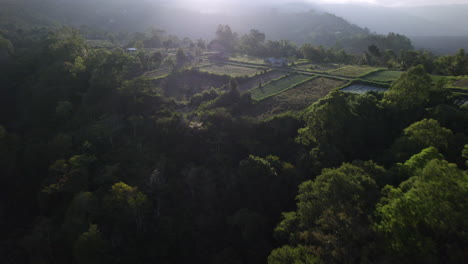 Aerial-shot-in-Bali-flying-over-peaceful-green-farmer-fields-surrounded-by-forests-on-a-mountain