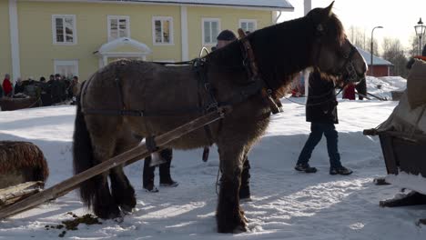 Ein-Pferd,-Das-In-Einer-Verschneiten-Winterlandschaft-Steht