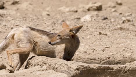 Black-backed-jackal-drinks-from-water-trouch-on-hot-day-in-Kalahari-desert