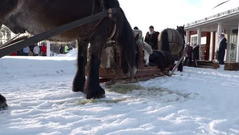 Ein-Pferd-Frisst-Heu-In-Einer-Verschneiten-Winterlandschaft
