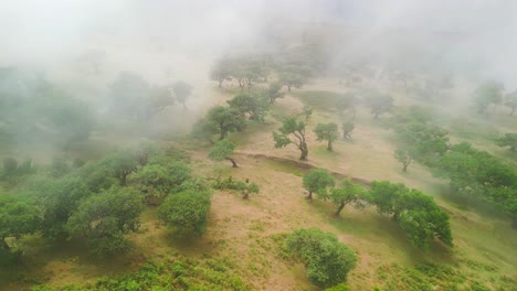 Niebla-Que-Cubre-Parcialmente-La-Atmósfera-Del-Bosque-Fanal-Con-árboles-Verdes-En-Su-Paisaje