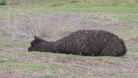 Handheld-shot-of-a-black-alpaca-laying-down-and-relaxing