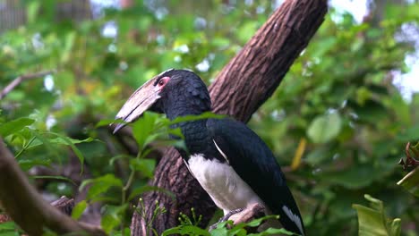 Curious-trumpeter-hornbill,-bycanistes-bucinator-with-distinctive-casque-on-the-bill,-perching-on-tree-branch-surrounded-by-dense-green-vegetations,-wondering-around-the-environment,-close-up-shot