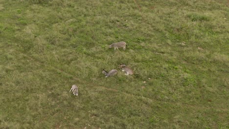 Drohnen-Luftaufnahmen-Von-Vier-Zebras,-Die-Auf-Grasland-Liegen,-Nachdem-Viel-Regen-Gefallen-Ist