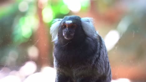 Captivated-common-marmoset,-callithrix-jacchus-in-an-enclosed-environment,-wondering-around-its-surrounding,-hoping-to-escape-the-glass-window,-close-up-shot