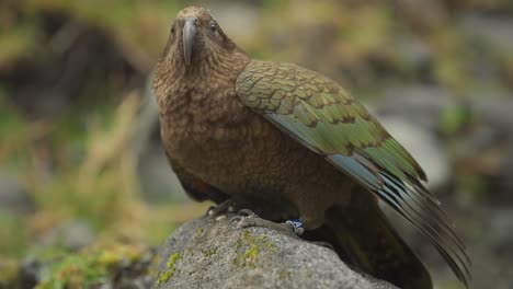Curious-looking-Kea-Parrot-native-to-New-Zealand-perched-on-rock,-slowmo
