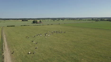 Aerial-view-of-cattle-in-a-field-with-grass
