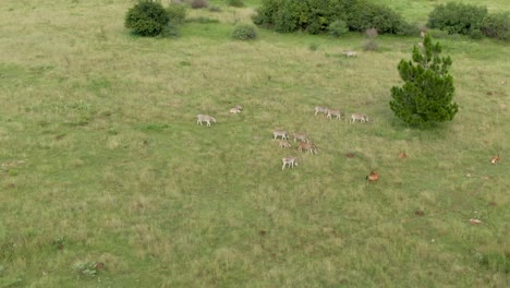 Drohnen-Luftaufnahmen-Einer-Zebraherde,-Die-In-Freier-Wildbahn-Durch-Die-Savanne-Mit-Grünem-Gras-Läuft