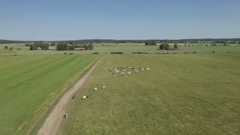 Aerial-view-of-cattle-running-in-a-field-with-grass