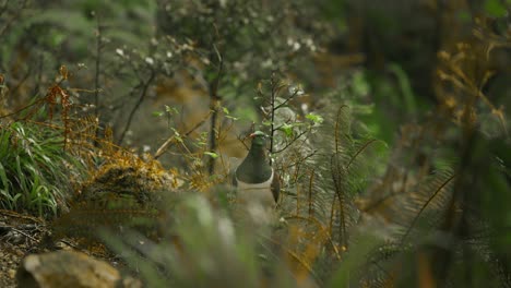 Kereru-New-Zealand-Pigeon-eating-green-leaves-in-native-bush,-slowmo