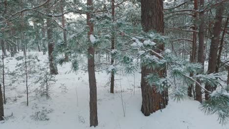 Snow-Covered-Trees-and-Snowy-Forest,-on-a-Dark,-Cloudy,-Winter-Day