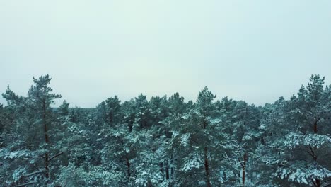 Aerial-View-Snow-Covered-Trees-and-Snowy-Forest,-on-a-Dark,-Cloudy,-Winter-Day