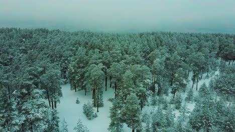 Aerial-View-Snow-Covered-Trees-and-Snowy-Forest,-on-a-Dark,-Cloudy,-Winter-Day