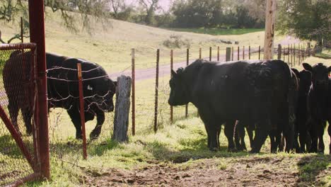Two-black-bulls-trying-to-fight-each-other-through-a-barbed-wire-metal-fence