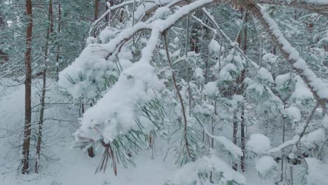 Schneebedeckte-Bäume-Und-Verschneiter-Wald,-An-Einem-Dunklen,-Bewölkten-Wintertag
