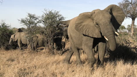Group-of-African-Elephants-in-Grassland-of-Savanna,-Animal-Family-in-Natural-Habitat