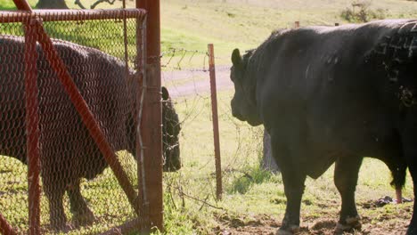 Bull-Black-Angus-Cattle-Kicking-Dirt-Up