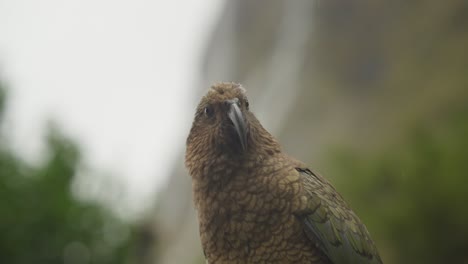 Porträtaufnahme-Des-Berühmten-Neuseeländischen-Kea-Vogelpapageien,-Berg-Im-Hintergrund,-Bokeh
