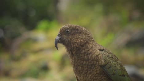 Beautiful-Kea-bird-with-olive-green-plumage-native-to-New-Zealand,-close-up