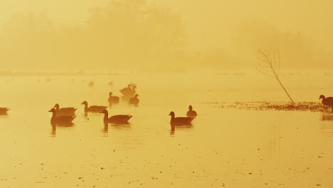 Long-shot-of-a-flock-of-silhouetted-geese-swimming-across-the-surface-of-a-lake-in-the-early-morning-on-a-misty-day