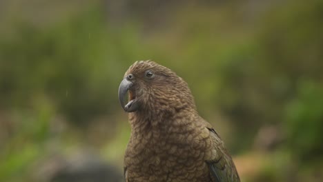 Kea-parrot-creating-bird-squeaking-sounds-from-beak,-shallow-focus-close-up