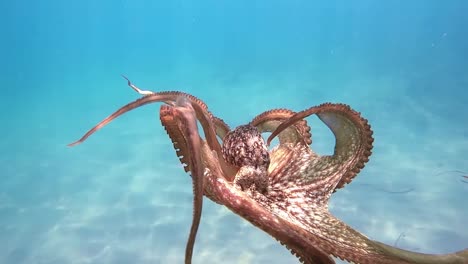 Wild-octopus-swimming-in-slow-motion-underwater