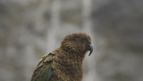 Kea-bird-parrot-cleaning-beautiful-colored-wings-with-bokeh-background